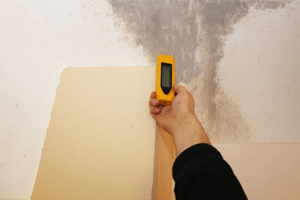 Best Asbestos and Lead Testing During Mold Inspection  in Branchville, SC
