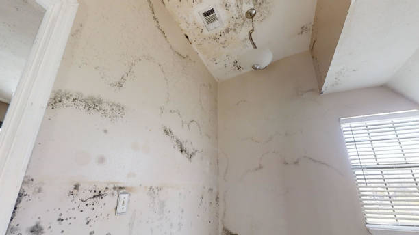 Best Mold Remediation for Rental Properties  in Branchville, SC