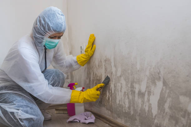 Best Commercial Mold Inspection  in Branchville, SC