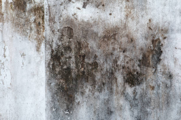 Best Comprehensive Air Testing for Mold Contaminants  in Branchville, SC
