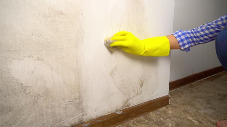 Best Basement Mold Removal  in Branchville, SC