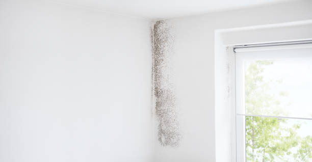 Forensic Mold Investigation in Branchville, SC