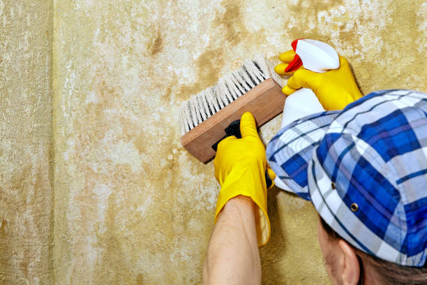 Best Industrial Mold Remediation  in Branchville, SC