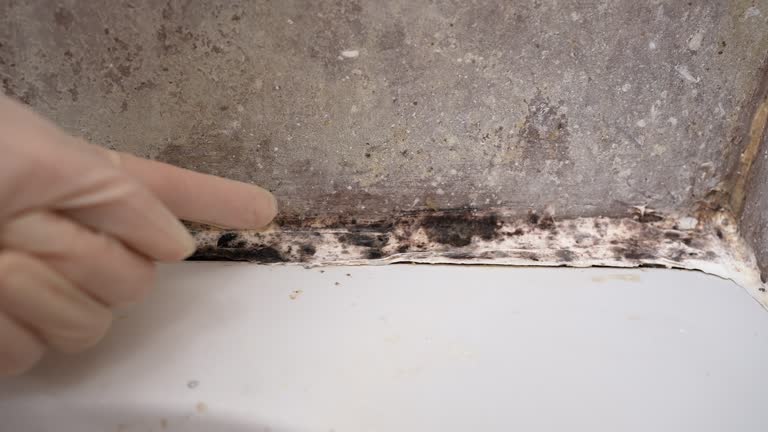 Best Mold Documentation for Insurance Claims  in Branchville, SC