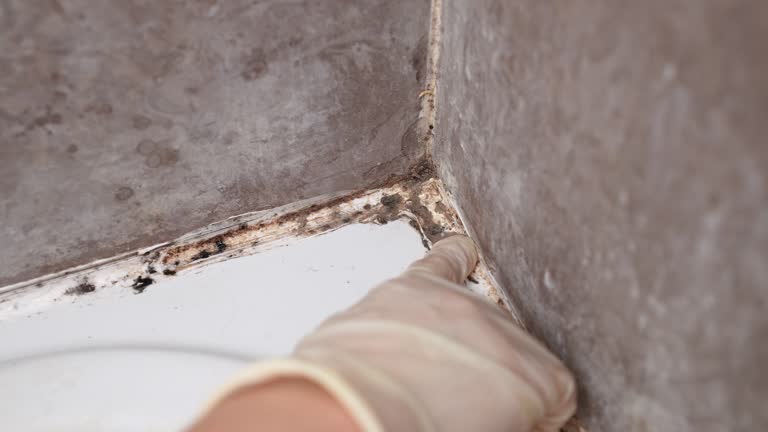 Best Environmental Consulting for Mold Prevention  in Branchville, SC