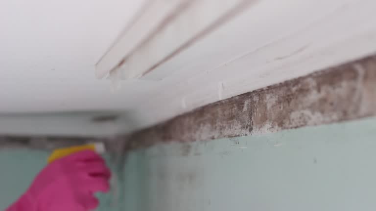 Best Dehumidification Services  in Branchville, SC